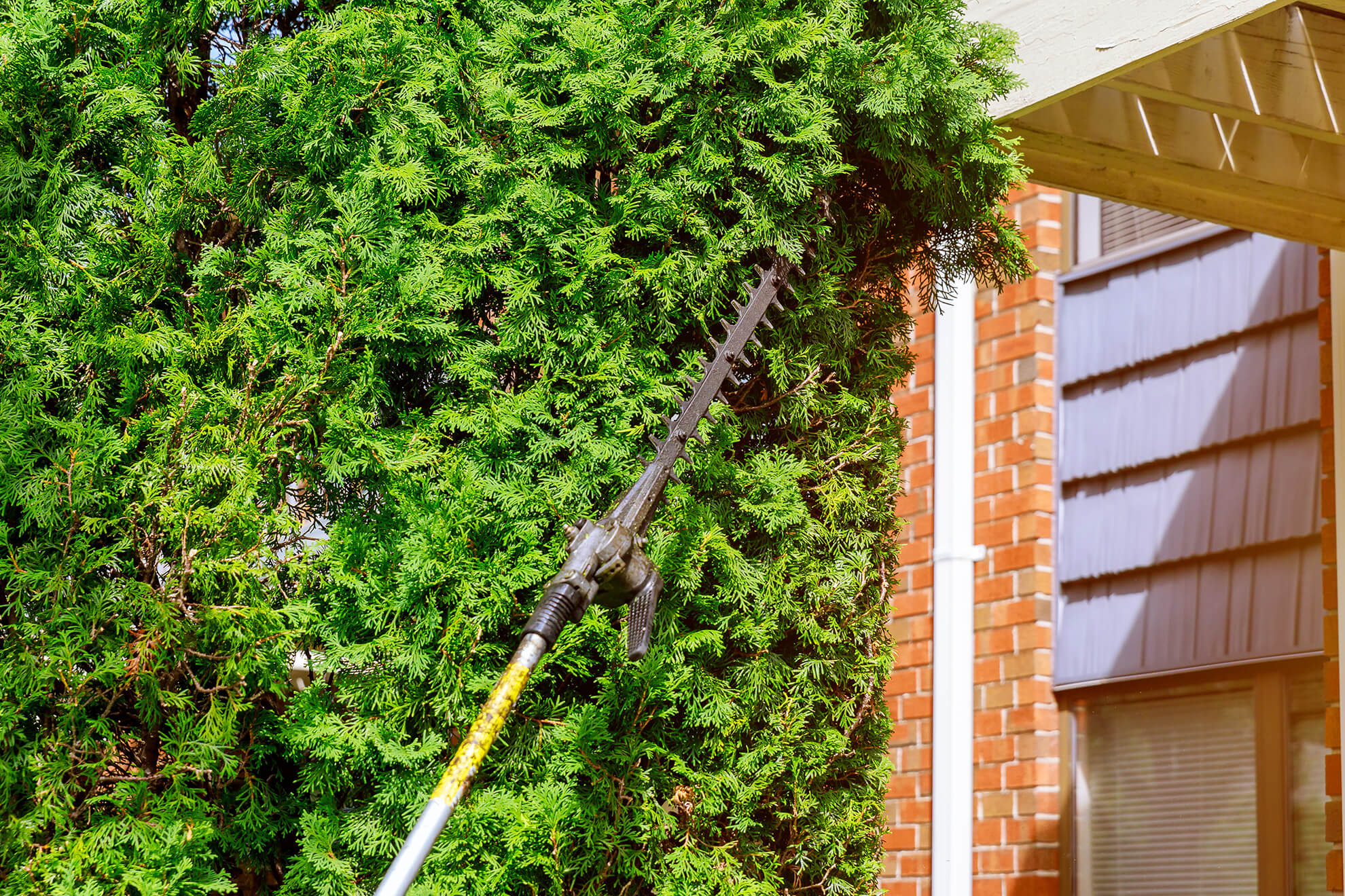 Tree Pruning & Trimming in sydney and canberra